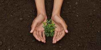 Hands surrounding a tree sapling planted in soil